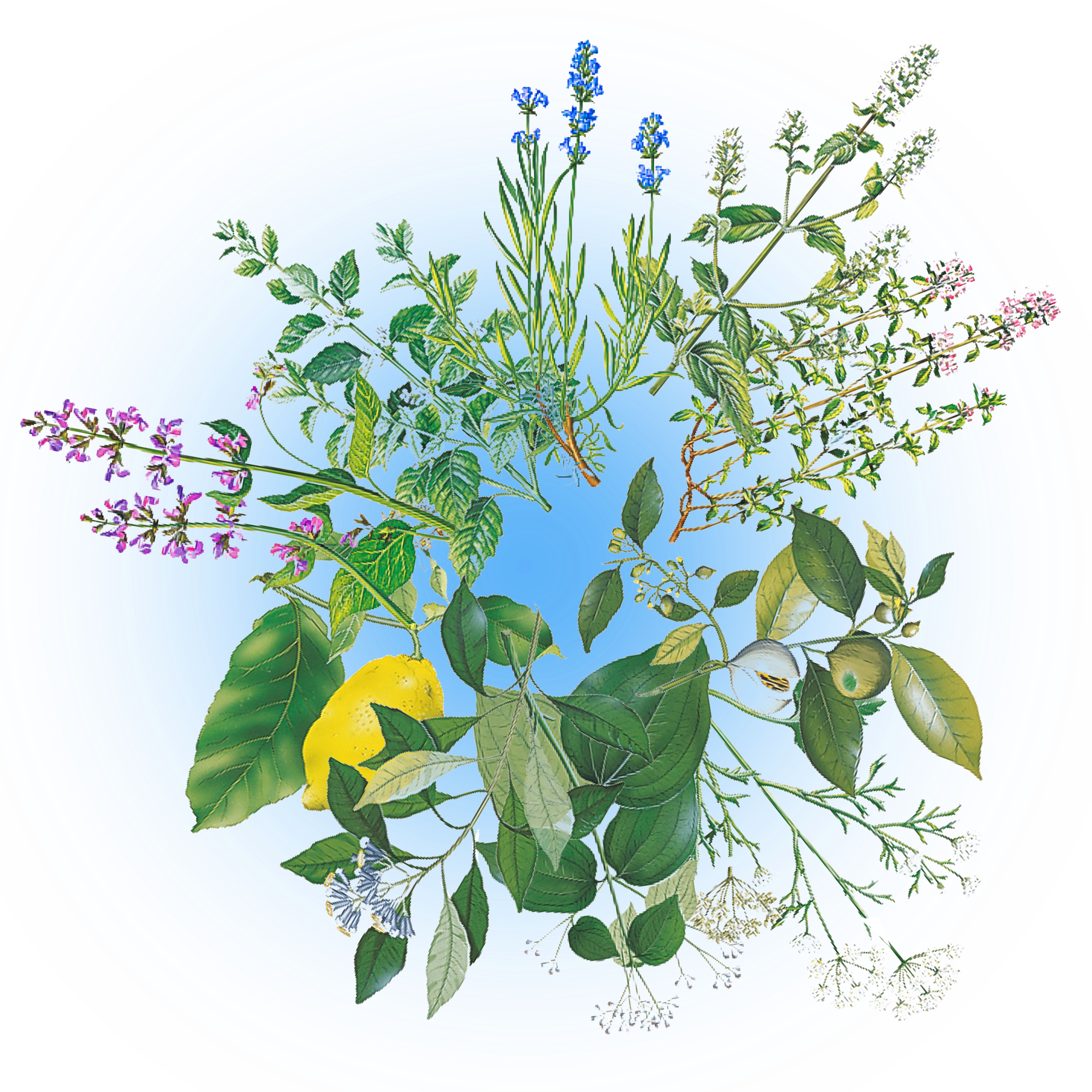 Carmol, Tropfen, Äußerlich, Carmol Tropfen, Homöopathie,
Schuck GmbH, Carmol Tropfen, Carmol Pastillen, Apotheke, Heilpflanzen, Schulter und Nackengel, Muskelcreme, Heilpraktiker